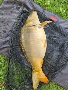 Leather Carp