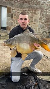 Mirror Carp