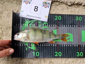 European Perch