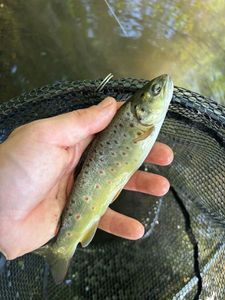 Brown Trout