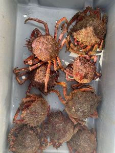 Common Spider Crab