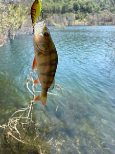European Perch