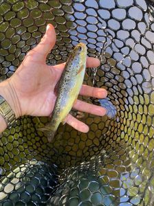 Brown Trout