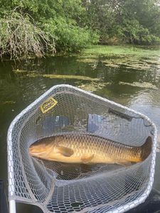 Grass Carp