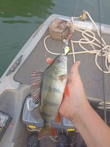 European Perch