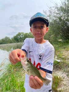 Largemouth Bass
