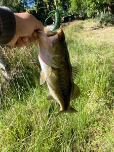 Largemouth Bass