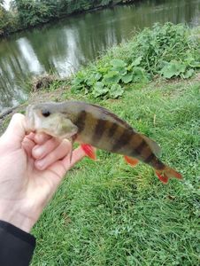 European Perch