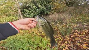 Largemouth Bass