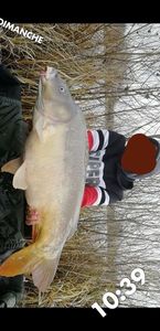 Common Carp