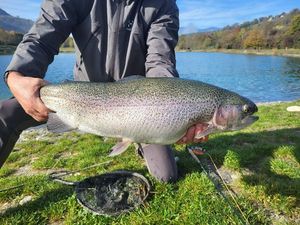 Rainbow Trout