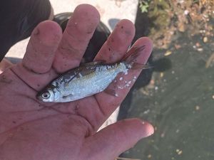 White bream