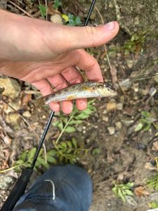 Common Minnow