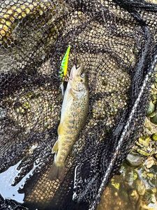 Brown Trout