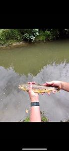 Rainbow Trout