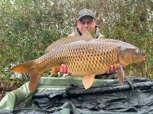 Common Carp
