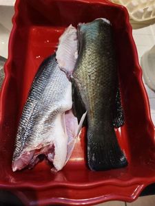 Ballan Wrasse