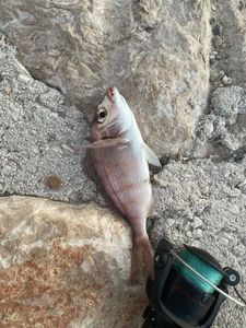 Red Porgy