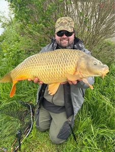 Common Carp
