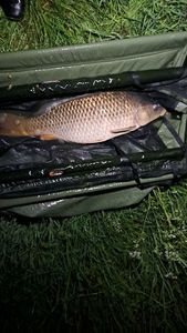 Common Carp