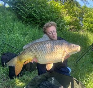 Common Carp