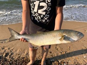 Bluefish