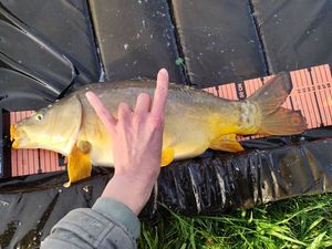 Mirror Carp