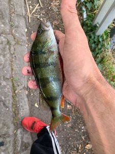 European Perch