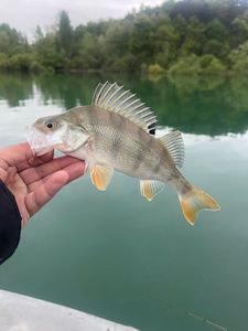 European Perch