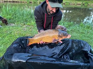Common Carp
