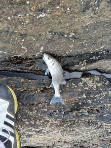 European Bass (Seabass)