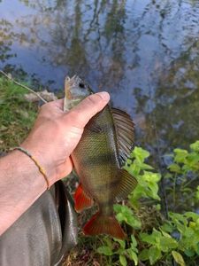 European Perch