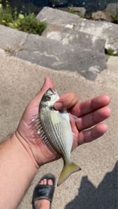 Gilthead Seabream