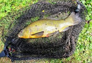 Tench