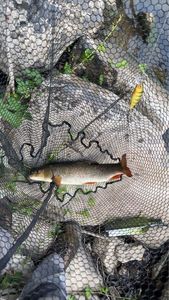 Barbel