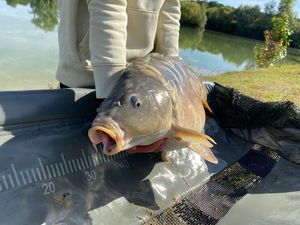 Mirror Carp