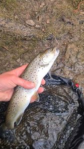 Brown Trout