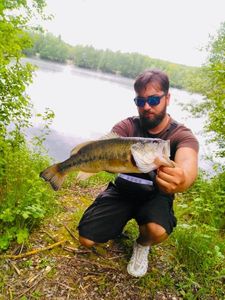 Largemouth Bass