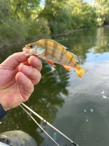 European Perch