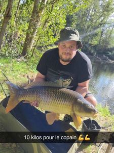Common Carp