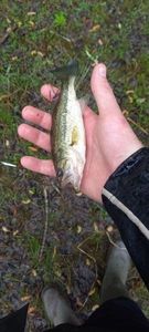 Largemouth Bass