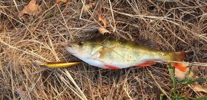 European Perch