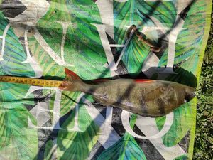 European Perch