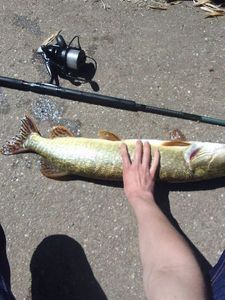 Northern Pike