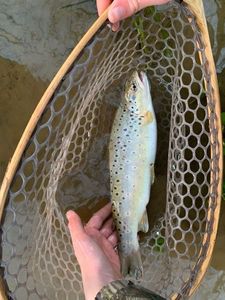 Brown Trout