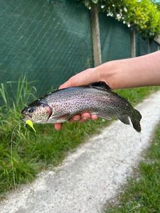 Rainbow Trout