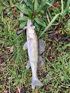 Zander
