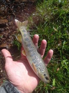 Brown Trout