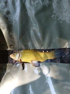 Tench