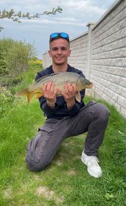 Common Carp